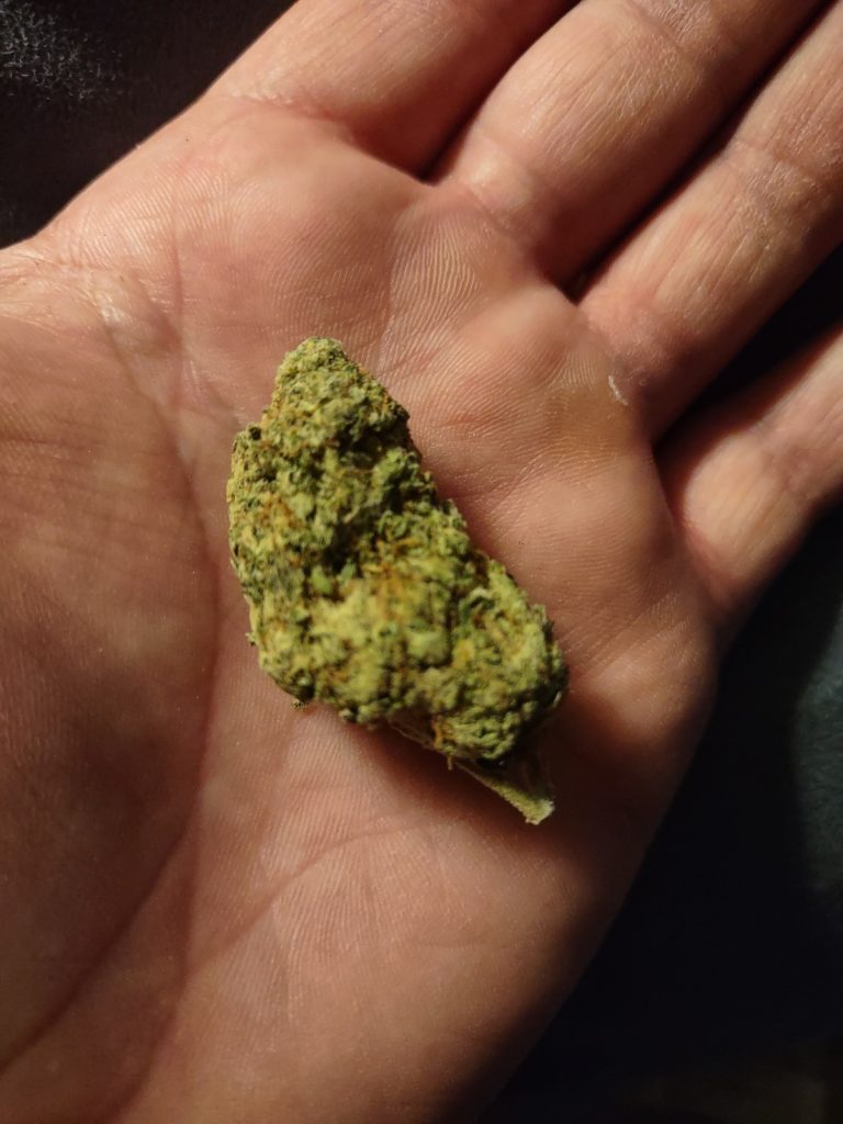 Organic weed in Prague. 
                    Sherbet Cake Marijuana Strain