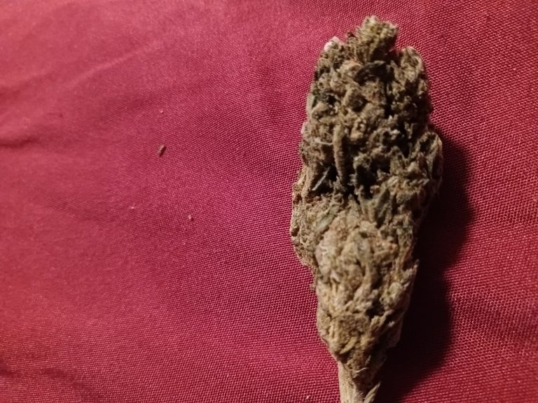 Organic weed in Prague. 
                    Monster OG Marijuana Strain