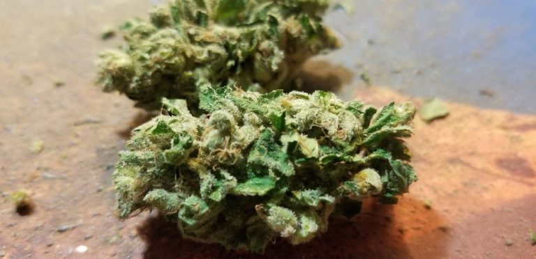 Organic weed in Prague. 
                    Fish Whistle Marijuana Strain