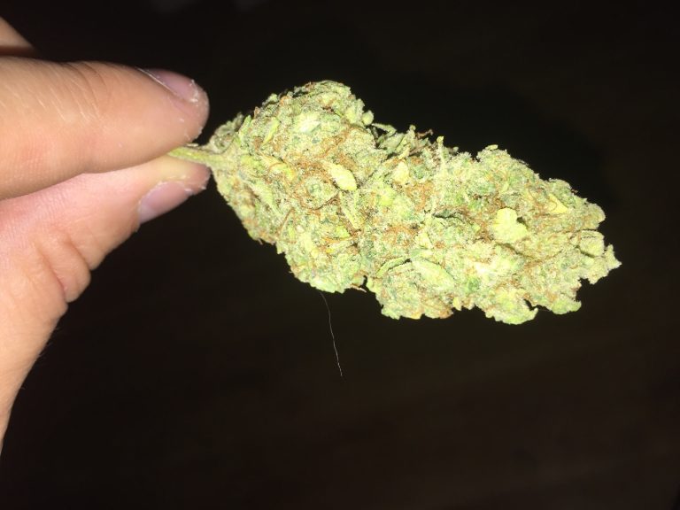 Organic weed in Prague. 
                    Silver Skunk Marijuana Strain