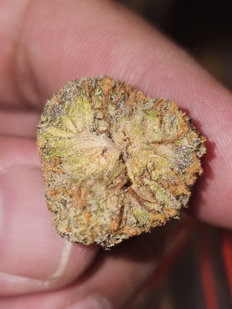 Organic weed in Prague. 
                    PB Soufflé Marijuana Strain
