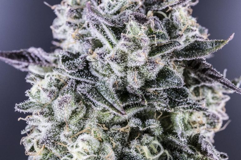Organic weed in Prague. 
                    Pheno Grigio Marijuana Strain