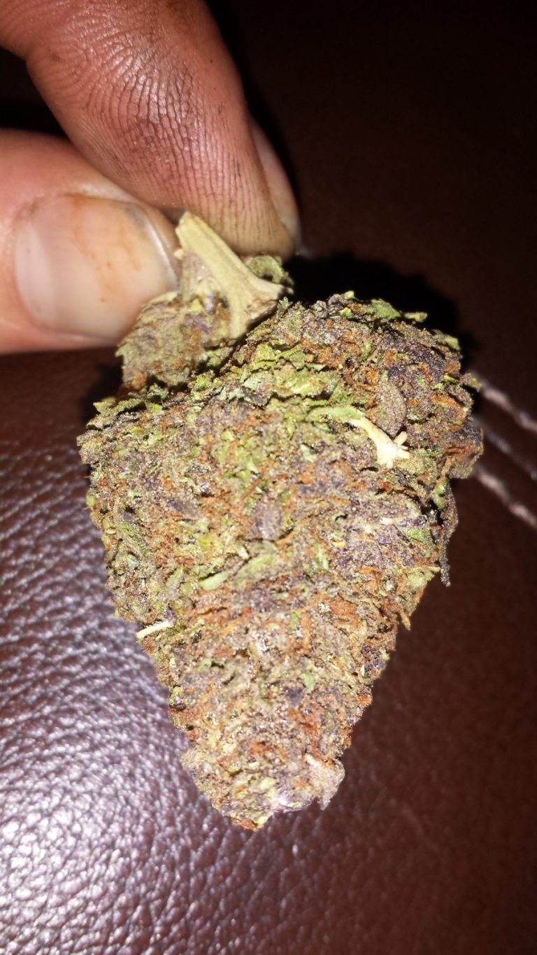 Organic weed in Prague. 
                    Purple JR Marijuana Strain