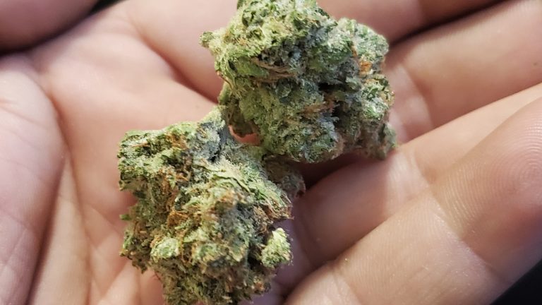 Organic weed in Prague. 
                    Girl Scout Yeti Marijuana Strain