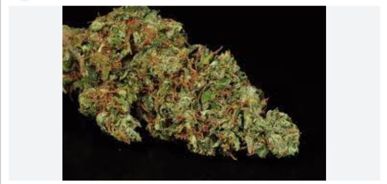 Organic weed in Prague. 
                    The Astronaut Marijuana Strain