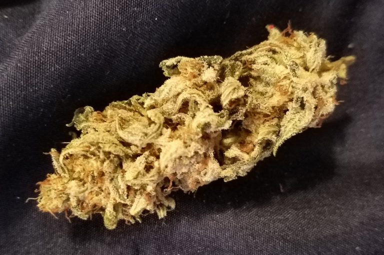 Organic weed in Prague. 
                    Blissful Wizard Marijuana Strain